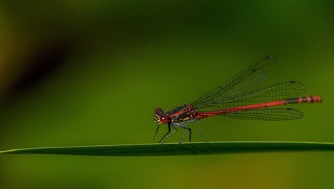 Обои насекомое, крылья, стрекоза, травинка, insect, wings, dragonfly, a blade of grass разрешение 3840x2160 Загрузить