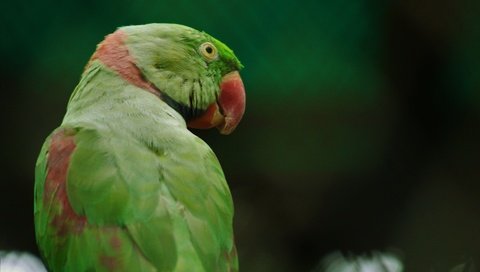 Обои птица, клюв, перья, попугай, кольчатый попугай, bird, beak, feathers, parrot, ringed parrot разрешение 5184x3456 Загрузить