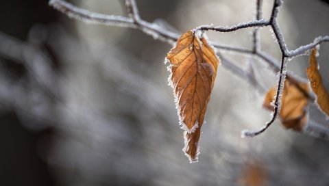 Обои ветка, природа, листья, иней, осень, размытость, branch, nature, leaves, frost, autumn, blur разрешение 6897x4214 Загрузить