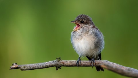 Обои ветка, птица, открытая пасть, птаха, сорокопут, branch, bird, open mouth, shrike разрешение 4448x2502 Загрузить