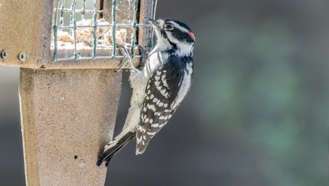 Обои птица, клюв, перья, дятел, кормушка, bird, beak, feathers, woodpecker, feeder разрешение 1920x1290 Загрузить