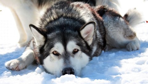 Обои снег, зима, мордочка, взгляд, собака, хаски, сибирская хаски, cобака, snow, winter, muzzle, look, dog, husky, siberian husky разрешение 3840x2160 Загрузить