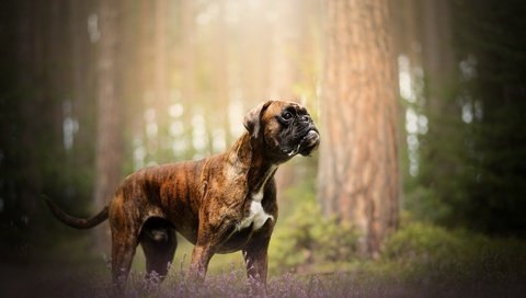 Обои природа, собака, друг, боксер, nature, dog, each, boxer разрешение 2048x1213 Загрузить