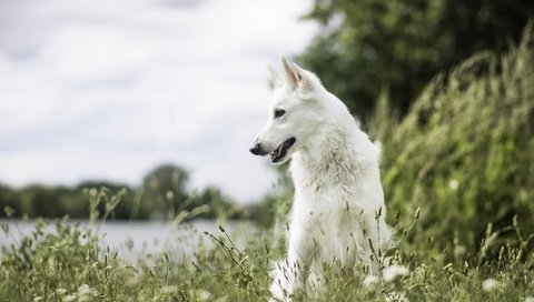 Обои природа, мордочка, взгляд, собака, друг, белая швейцарская овчарка, nature, muzzle, look, dog, each, the white swiss shepherd dog разрешение 2560x1582 Загрузить