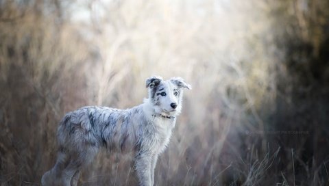 Обои мордочка, взгляд, собака, щенок, друг, австралийская овчарка, muzzle, look, dog, puppy, each, australian shepherd разрешение 2560x1707 Загрузить