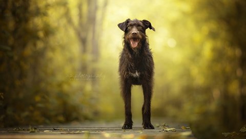 Обои природа, мордочка, взгляд, собака, друг, nature, muzzle, look, dog, each разрешение 2048x1298 Загрузить