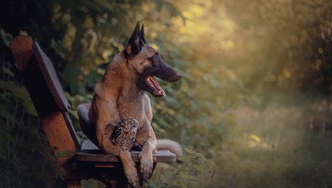 Обои сова, природа, собака, птица, животное, скамья, пес, овчарка, tanja brandt, owl, nature, dog, bird, animal, bench, shepherd разрешение 2048x1363 Загрузить