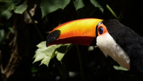 Обои листья, птица, тукан, клюв, leaves, bird, toucan, beak разрешение 4843x3189 Загрузить