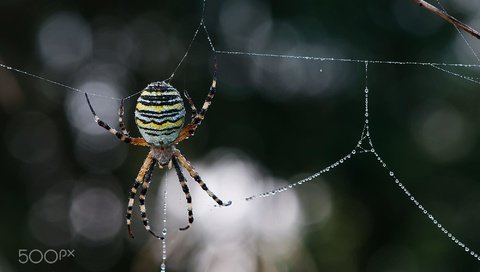 Обои макро, роса, капли, размытость, паук, паутина, leo pöcksteiner, macro, rosa, drops, blur, spider, web разрешение 2000x1328 Загрузить