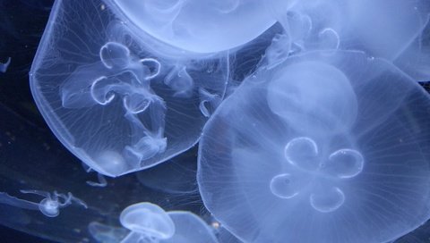 Обои медузы, подводный мир, крупным планом, подводый мир, jellyfish, underwater world, closeup, podvody the world разрешение 4032x3024 Загрузить