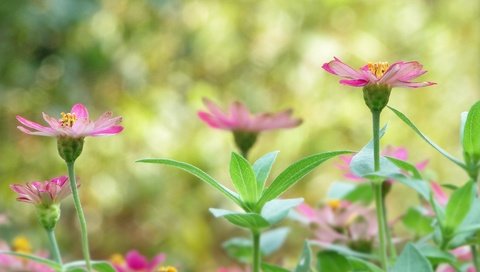 Обои цветы, растения, листья, лепестки, размытость, стебли, flowers, plants, leaves, petals, blur, stems разрешение 3456x2304 Загрузить