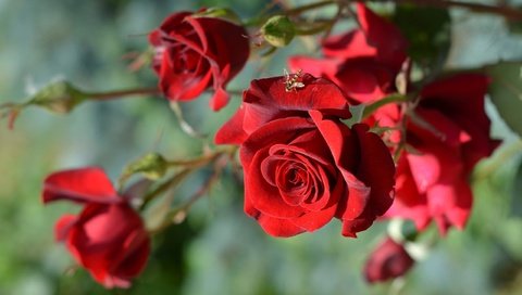 Обои цветы, ветка, бутоны, макро, розы, лепестки, муха, flowers, branch, buds, macro, roses, petals, fly разрешение 2560x1696 Загрузить