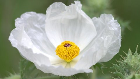 Обои макро, цветок, лепестки, белый, анемон, macro, flower, petals, white, anemone разрешение 2048x1245 Загрузить