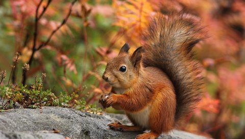 Обои природа, осень, ушки, белка, хвост, белочка, nature, autumn, ears, protein, tail, squirrel разрешение 3500x2334 Загрузить