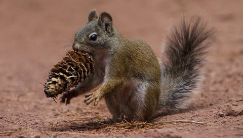 Обои ушки, шишка, белка, хвост, белочка, грызун, ears, bump, protein, tail, squirrel, rodent разрешение 2048x1332 Загрузить