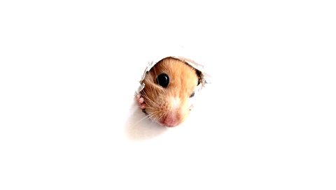 Обои мордочка, взгляд, стена, белый фон, хомяк, дырка, muzzle, look, wall, white background, hamster, hole разрешение 2560x1600 Загрузить