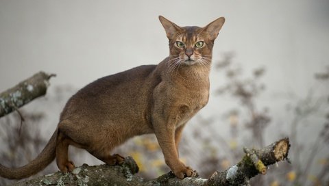 Обои кот, мордочка, усы, кошка, взгляд, дикая, абиссинская, cat, muzzle, mustache, look, wild, abyssinian разрешение 2048x1269 Загрузить