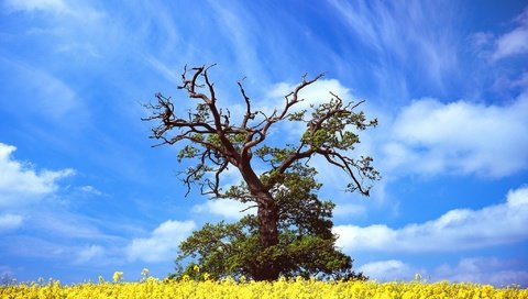 Обои небо, цветы, облака, дерево, весна, рапс, the sky, flowers, clouds, tree, spring, rape разрешение 2048x1365 Загрузить