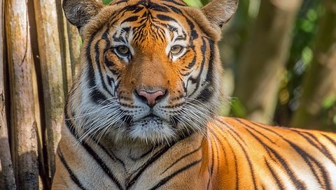Обои тигр, морда, взгляд, хищник, дикая кошка, tiger, face, look, predator, wild cat разрешение 6561x4374 Загрузить