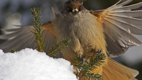 Обои ветки, крылья, птица, перья, кукша, branches, wings, bird, feathers, kuksha разрешение 1920x1200 Загрузить