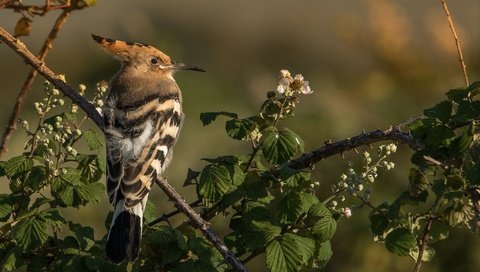 Обои ветки, птица, клюв, перья, удод, branches, bird, beak, feathers, hoopoe разрешение 2048x1365 Загрузить