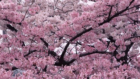 Обои природа, дерево, ветки, весна, вишня, сакура, nature, tree, branches, spring, cherry, sakura разрешение 2680x1900 Загрузить