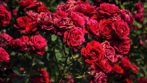 Обои цветы, бутоны, розы, красные, куст, flowers, buds, roses, red, bush разрешение 5427x3618 Загрузить