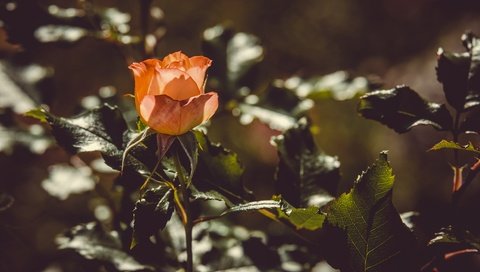 Обои цветение, листья, цветок, роза, лепестки, оранжевые, flowering, leaves, flower, rose, petals, orange разрешение 4896x3264 Загрузить