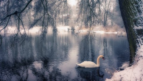 Обои озеро, дерево, зима, парк, ветки, птица, лебедь, lake, tree, winter, park, branches, bird, swan разрешение 1920x1200 Загрузить