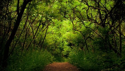 Обои деревья, зелень, лес, дорожка, кусты, trees, greens, forest, track, the bushes разрешение 1920x1080 Загрузить