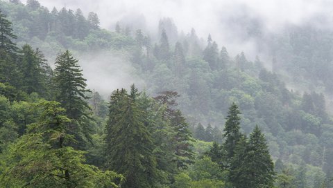 Обои деревья, горы, природа, лес, туман, национальный парк, trees, mountains, nature, forest, fog, national park разрешение 1920x1080 Загрузить