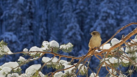 Обои снег, хвоя, зима, ветки, птица, воробей, сосна, snow, needles, winter, branches, bird, sparrow, pine разрешение 1920x1080 Загрузить