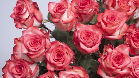 Обои цветы, розы, букет, розовые, flowers, roses, bouquet, pink разрешение 3844x2748 Загрузить
