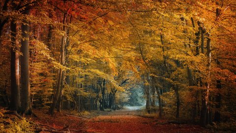 Обои деревья, природа, лес, листья, осень, trees, nature, forest, leaves, autumn разрешение 2112x1188 Загрузить