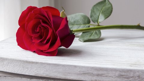 Обои розы, роза, бутон, романтик, краcный, красная роза, дерева, красива, roses, rose, bud, romantic, red, red rose, wood, beautiful разрешение 2112x1188 Загрузить