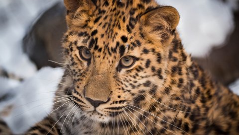 Обои морда, портрет, леопард, дикая кошка, face, portrait, leopard, wild cat разрешение 2112x1188 Загрузить