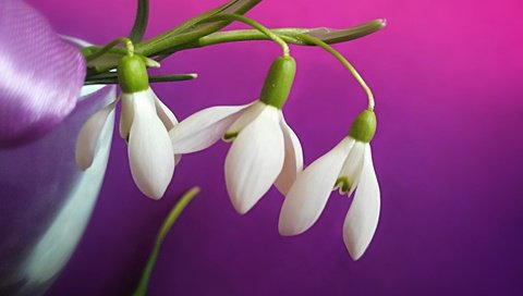 Обои подснежники белые на цветном фоне, snowdrops white on a colored background разрешение 4011x2982 Загрузить