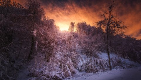 Обои лес, закат, зима, forest, sunset, winter разрешение 1920x1080 Загрузить