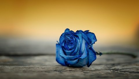 Обои макро, фон, роза, бутон, синяя, macro, background, rose, bud, blue разрешение 2048x1366 Загрузить