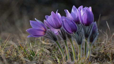 Обои весна, подснежники, сон-трава, прострел, spring, snowdrops, sleep-grass, cross разрешение 2048x1365 Загрузить