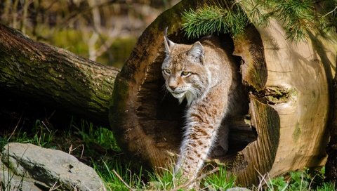 Обои дерево, рысь, кошка, tree, lynx, cat разрешение 2880x1800 Загрузить