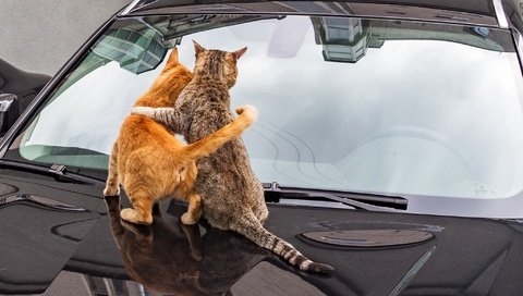 Обои авто, спина, кошки, auto, back, cats разрешение 2048x1229 Загрузить