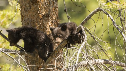 Обои дерево, парочка, на дереве, медвежата, барибал, tree, a couple, on the tree, bears, baribal разрешение 2048x1365 Загрузить