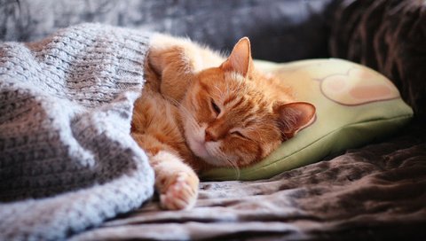 Обои морда, подушка, кот, покрывало, лапы, закрытые глаза, кошка, домашний, сон, спит, рыжий, диван, уют, comfort, face, pillow, cat, blanket, paws, closed eyes, home, sleep, sleeping, red, sofa разрешение 2112x1188 Загрузить