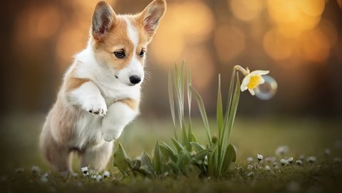 Обои цветок, собака, корги, flower, dog, corgi разрешение 2048x1365 Загрузить