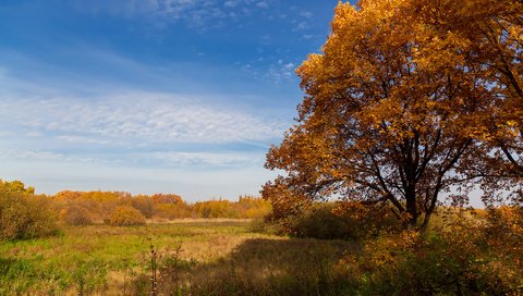 Обои небо, деревья, природа, пейзаж, поле, осень, дуб, the sky, trees, nature, landscape, field, autumn, oak разрешение 2304x1536 Загрузить