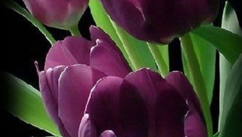 Обои черный фон, тюльпаны, бордовый, black background, tulips, burgundy разрешение 1920x3406 Загрузить