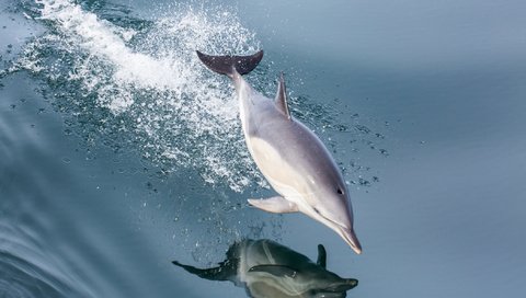 Обои вода, отражение, море, брызги, прыжок, дельфин, water, reflection, sea, squirt, jump, dolphin разрешение 2112x1188 Загрузить