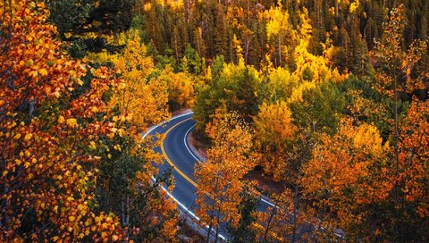 Обои дорога, деревья, лес, осень, колорадо, road, trees, forest, autumn, colorado разрешение 2112x1188 Загрузить