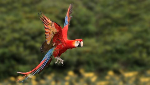 Обои полет, крылья, птица, попугай, ара, боке, flight, wings, bird, parrot, ara, bokeh разрешение 1920x1080 Загрузить